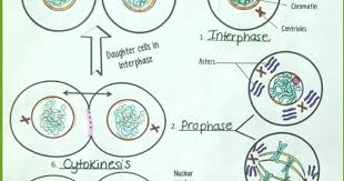 Animal cell mitosis reading answers. The Cell Cycle Mitosis In Animal Cells 2 Versions For Differentiation Students Read The Tex Biology Lessons Life Science Middle School Life Science Lessons