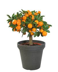 See more ideas about fruit trees, miniature fruit trees, plants. Top 6 Dwarf Fruit Trees You Can Plant In A Mini Garden Dwarf Fruit Trees Indoor Orange Tree Fruit Trees