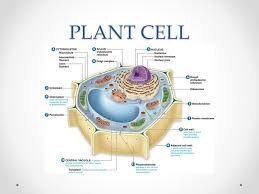 Animal and plant cells worksheet 1 1 answer key form. 1 1 Plant And Animal Cells Discovery Of The Cell Invention Of The Microscope In The 1600s Allowed Scientists To View Cells Cells Were First Described Ppt Download