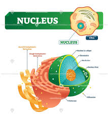Nucleus Biological Vector Illustration Diagram Biology Lessons Nursing School Essential Teaching Biology In cell biology, the nucleus (pl. nucleus biological vector illustration