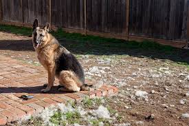 These long hair german shepherds come in different colors. 7 Reasons Not To Rescue A German Shepherd Dog