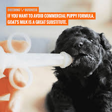 In the video below, i show you how to make your own safe, healthy raw milk homemade if only goat milk is available in your area, this recipe for goat milk baby formula can be used instead. Bottle Feeding Puppies Free Guide To Hand Feeding Puppies