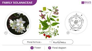 solanaceae fabaceae liliaceae overview its morphology