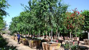 One of its great features is the lush green canopy of shade it provides. The 3 Best Trees To Plant Right Now