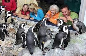 After breakfast you will meet and touch one of the birds. Ripley S Penguin Playhouse Gatlinburg Attractions Tennessee Vacation Ripley Aquarium