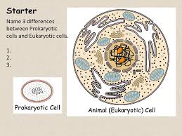 However, some major differences are found in. 10 13 14 Starter Name 3 Differences Between Prokaryotic Cells And Eukaryotic Cells On Next Slide 10 13 2014 Eukaryotic And Prokaryotic Cells Ppt Download