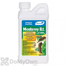 Maybe you would like to learn more about one of these? Bacillus Thuringiensis Bt Toxin Bt Insecticide Pesticide Domyown Com