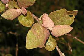 Image result for Brachylaena discolor
