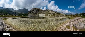 Image result for Subularia monticola