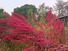 Image result for Chenolea