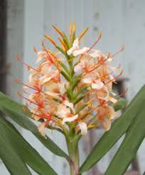 Image result for Siphonochilus kirkii - yellow-flowered form