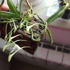 Image result for Mystacidium venosum