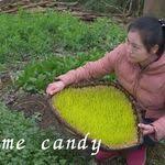 好果不长留 做成罐头和果酱却能留住这难得的美味
