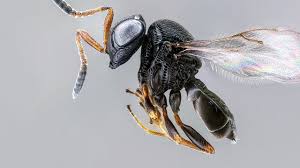 How to get rid of water bugs. Scientists Spent Years On A Plan To Import This Wasp To Kill Stinkbugs Then It Showed Up On Its Own Science Aaas