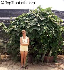 Image result for Argyreia