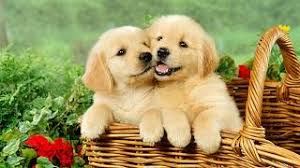 Really Cute Puppies Golden Retriever Playing Youtube