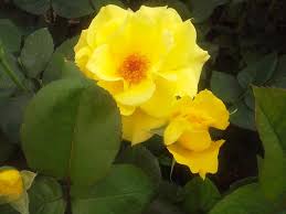 Do you live in amarillo, texas? Coulter Gardens Nursery 4200 S Coulter St Amarillo Tx 79109 Yp Com