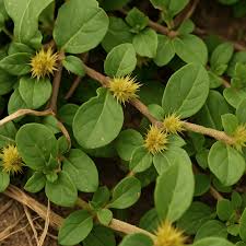 Image result for Alternanthera pungens