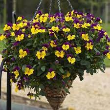 F1 Freefall Pansy Floranova Winter Hanging Baskets Pansies Hanging Flower Baskets