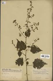 Image result for Wissadula