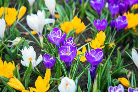 Check spelling or type a new query. 25 Of The Best Early Spring Blooming Flowers Gardener S Path
