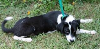 Black And White Hound Dog Mix Ava Is A 6 Month Old Female Beagle Terrier Mix She Is A Mixture Of Black With White Markings Ava Has A White Strip Down Her Face And A My Doggy Anima