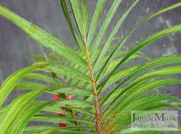 Image result for Acanthophoenix rubra