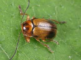 Image result for Litanthus pusillus