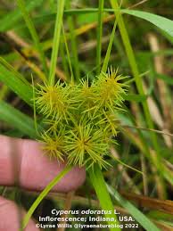 Image result for Cyperus dubius