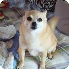 The pomeranian chihuahua mix is best known for being stubborn and bold. San Diego Ca Chihuahua Meet Stella A Pet For Adoption