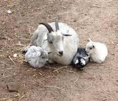 27 Baby Goats Doin Baby Goat Stuff 4 Is Going To Absolutely Melt Your Heart Dose Your Daily Dose Of Amazing Baby Goats Goats Cute Animals