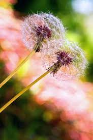 Pin By Katherine Holguin On Iphone 4 S Wallpapers Dandelion Flowers Nature Flowers