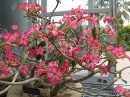 Image result for Synadenium pereskiifolium