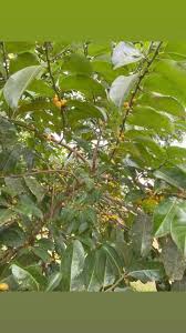 Image result for Casearia battiscombei