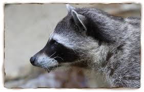 Http Kids Sandiegozoo Org Sites Default Files Imagecache Animal Class Hero T05 0702 015 Jpg North American Raccoon San Diego Zoo Raccoon