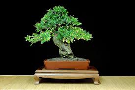 Bonsai yapmak isteyenlerin en çok yaptığı hata bonsai adayı ağaç, çalı veya bitki türünü hemen dar ve sığ bir kaba alınarak yapılmaktadır. Ficus Bonsai Agaci Bakimi Hakkinda Detayli Bilgiler Bonsai Agaci