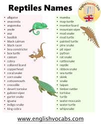What Are Reptiles Animals 70 Reptiles Animals Names List English Vocabs