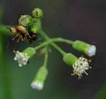 Image result for Senecio strictifolius