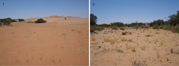 Image result for Centropodia