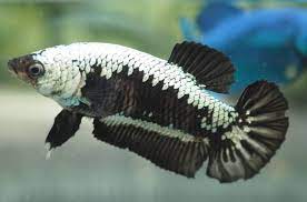 The best black samurai betta. Black Samurai Female Hmpk Betta Fish Betta Fish Pet