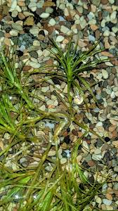 Image result for Najas graminea