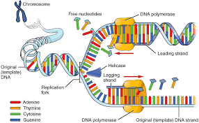 The Nucleus And Dna Replication Anatomy And Physiology I