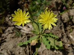 Image result for Launaea