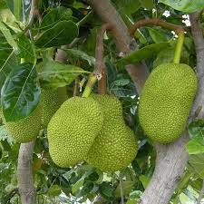 Image result for Artocarpus heterophyllus