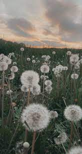 Download the perfect dandelion pictures. Aesthetic Softfilter Softaesthetic Dandelion Dandelion Wallpaper Nature Aesthetic Sky Aesthetic