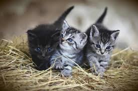 Maybe you would like to learn more about one of these? La Meilleure Litiere Pour Chat Au Canada En 2021 Comparatif Guide Et Avis