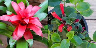 Check spelling or type a new query. True Low Light Houseplants Salisbury Greenhouse