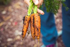 Tanaman sayuran adalah salah satu jenis tanaman pokok yang dikonsumsi sebagai pendamping atau pengiring arti makanan pokok bersama dengan lauk. 5 Jenis Tanaman Hortikultura Bisa Dikonsumsi Hingga Dijadikan Dekorasi Rumah123 Com