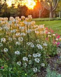 Image result for Cleome elegantissima