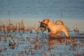 United kennel club (ukc) is an international dog registry celebrating bonds, rewarding ability, and preserving the value of a pedigree. Hunting Dog Wide Open Spaces
